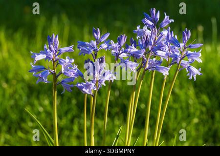 Puschkinia (Puschkinia scilloides var. libanotica) Foto Stock