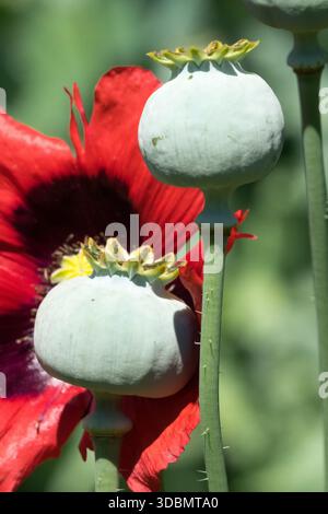 Teste di semi di papavero da oppio Foto Stock