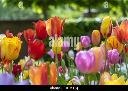 Vista di tulipani vibranti in piena fioritura, i loro petali una sinfonia di colori, dipingere una scena pittoresca, una foto di terra, Keukenhof, Lisse, Paesi Bassi. Foto Stock