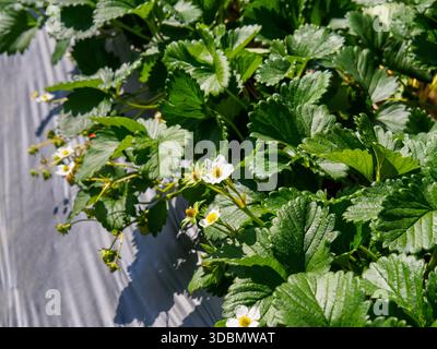 Piante e fiori di fragole da vicino che crescono in una fattoria sulla collina di Chiang mai, Thailandia. Il pacciame in plastica viene utilizzato per mantenere umido il terreno. Foto Stock