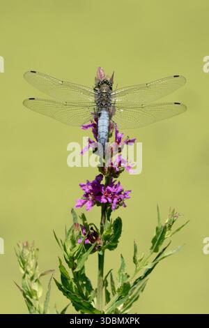 Orthetrum cancellatum grate Dragonfly Insect Foto Stock