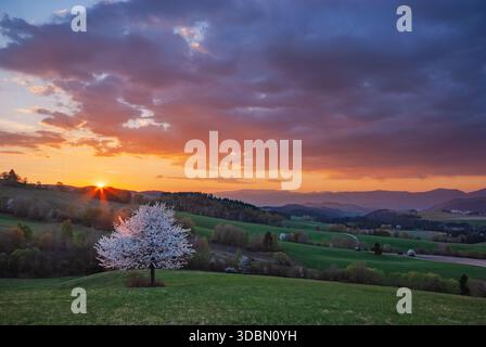 Vista di un paesaggio sereno dove il sole tramonta dipinge il cielo con il fuoco sulle dolci colline e un albero solitario in piena fioritura, Povraznik, Banska Byst Foto Stock
