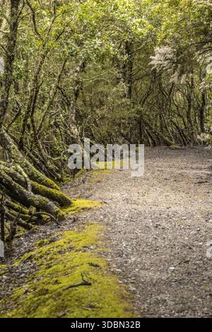 Vista di un sentiero che si snoda attraverso una foresta lussureggiante, alberi ricoperti di muschio che si appoggiano verso l'interno, creando un vivace baldacchino verde sul sentiero strutturato, Parco dei Set Foto Stock