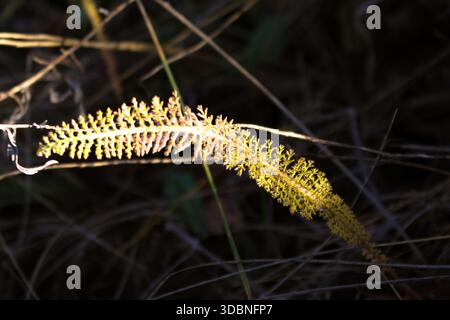 fern, dove le fronde superiori sono intensamente retroilluminate dalla luce del sole, creando un bordo giallo-verde luminoso e traslucido che contrasta nettamente con la profondità, Foto Stock