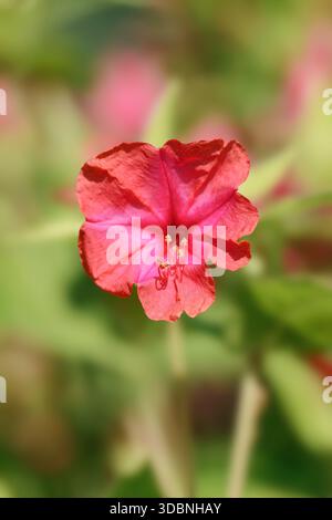 Mirabilis jalapa, fiori, piante ornamentali, Renania settentrionale-Vestfalia, Germania Foto Stock