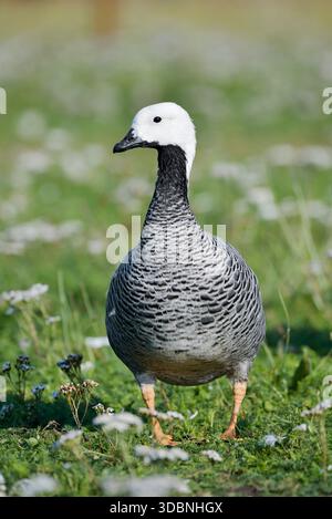 L'imperatore goose (Anser canagicus) Foto Stock