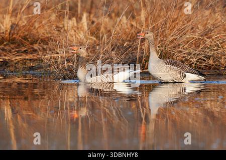 Oca Greylag (Anser anser), coppia sulla riva del lago, Renania settentrionale-Vestfalia, Germania Foto Stock