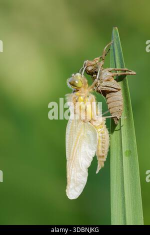 Quattro punti (Libellula quadrimaculata), appena nati con esuberazione, Renania settentrionale-Vestfalia, Germania Foto Stock