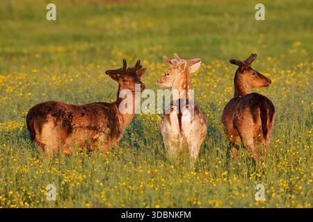 Daino (Dama dama), daino incolto con corna di velluto in primavera, Zelanda, Paesi Bassi Foto Stock