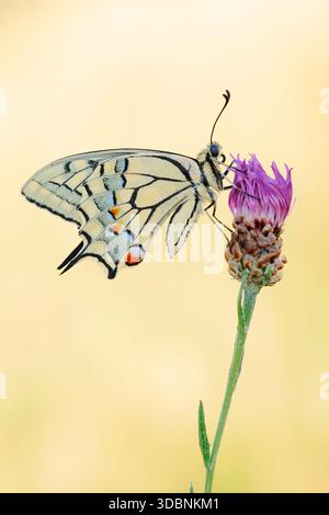 Coda di rondine (Papilio machaon) su erba prata fiorita (Centaurea jacea), Renania settentrionale-Vestfalia, Germania Foto Stock