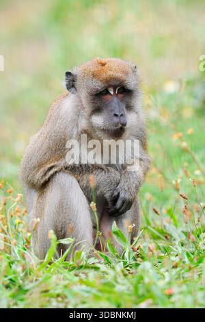 Scimmia Giava (Macaca fascicularis), presente nel sud-est asiatico Foto Stock