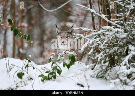 Lince eurasiatica (lince lince) in inverno, Germania Foto Stock