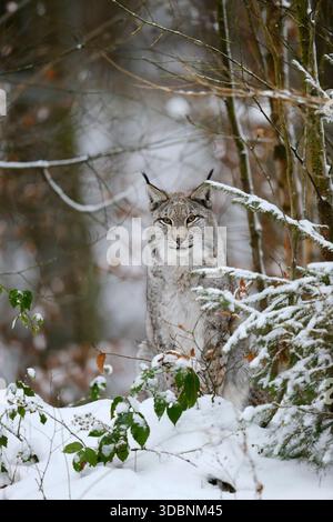 Lince eurasiatica (lince lince) in inverno, Germania Foto Stock