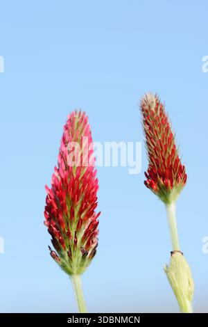 Trifoglio viola o trifoglio a coda di volpe (Trifolium rubens), Renania settentrionale-Vestfalia, Germania Foto Stock