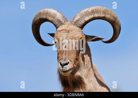 Pecora barbaresca (Ammotragus lervia), maschio, ritratto Foto Stock