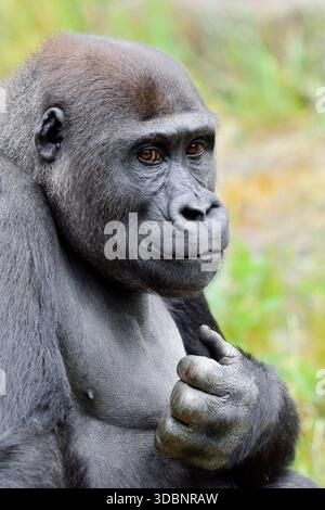 Gorilla di pianura occidentale (Gorilla gorilla gorilla), ritratto, prigioniero, presenza in Africa Foto Stock