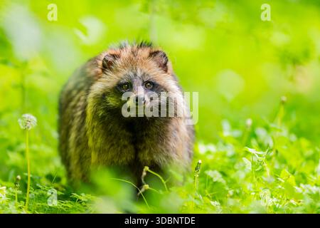 Cane procione comune (Nyctereutes procyonoides) in piedi nell'erba, Baviera, Germania, Europa Foto Stock