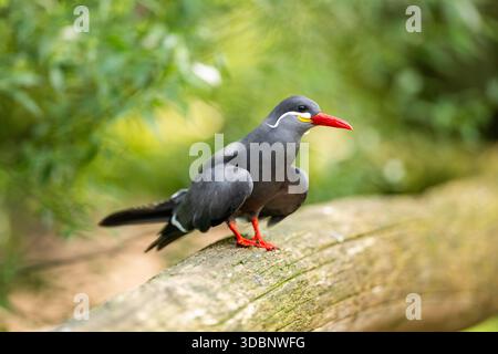 Terna inca (Larosterna inca) seduta su un vecchio legno, prigioniero, Zoo di Augusta, Germania, Europa Foto Stock