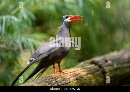 Terna inca (Larosterna inca) seduta su un vecchio legno, prigioniero, Zoo di Augusta, Germania, Europa Foto Stock