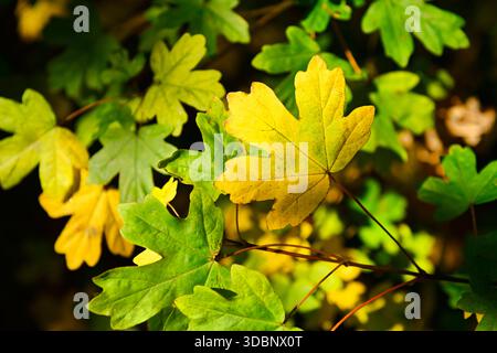 Foglie autunnali di acero da campo, Acer campestre Foto Stock