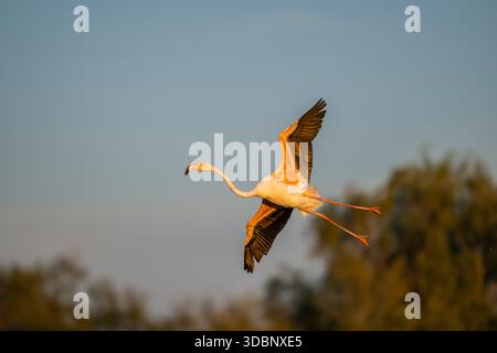 Grande fenicottero (Phoenicopterus roseus) atterrando al tramonto, Parc Naturel Regional de Camargue, Francia, Europa Foto Stock