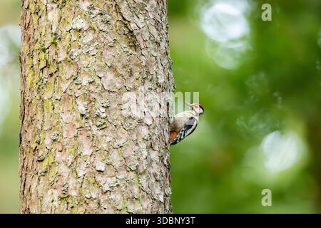 Picchio maculato di mezzo (Dendrocoptes medius) un albero a caccia di cibo, Baviera, Germania, Europa Foto Stock