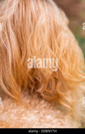 Primo piano di pelliccia di doodle dorata color caramello, che mostra ricci stretti e onde morbide con una texture dettagliata. Foto Stock