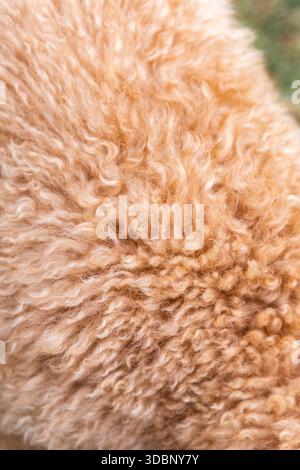 Primo piano di pelliccia di doodle dorata color caramello, che mostra ricci stretti e onde morbide con una texture dettagliata. Foto Stock