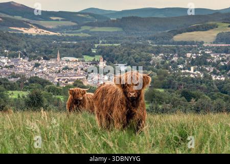 Scena rurale scozzese con una giovane mucca delle Highland su una collina, che domina Peebles e la campagna circostante. Foto Stock