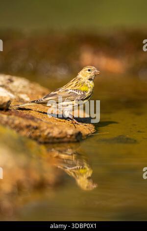 Serinus serinus (Serinus serinus) femmina europea in una piscina d’acqua, Pinos, Solsona, Catalogna, Spagna, Europa Foto Stock