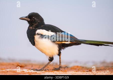 Magpie europee (Pica pica) in un campo agricolo in una piscina di abbeveraggio, Belchite, Aragona, Saragossa, Spagna, Europa Foto Stock