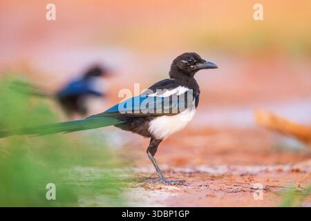 Magpie europee (Pica pica) in un campo agricolo, Belchite, Aragona, Saragossa, Spagna, Europa Foto Stock