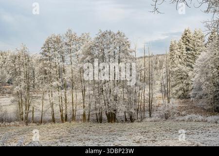 Prato con un piccolo ruscello in una valle circondata da una foresta mista con abete rosso norvegese (Picea abies) e faggio europeo (Fagus sylvatica) bianco di roarfrost, in una giornata di sole d'inverno, Baviera, Germania, Europa Foto Stock