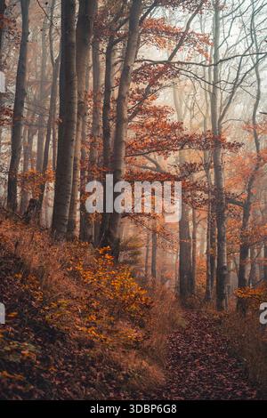 Foresta autunnale con faggi colorati. Parco naturale Habichtswald, Dörnberg vicino a Zierenberg nel distretto di Kassel, Assia, Germania Foto Stock