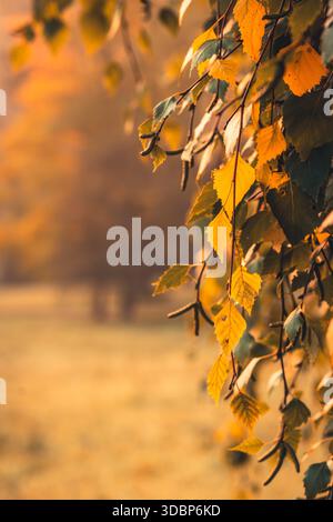La betulla parte in una mattina d'autunno nel parco naturale Habichtswald vicino a Kassel, Assia, Germania. Foto Stock