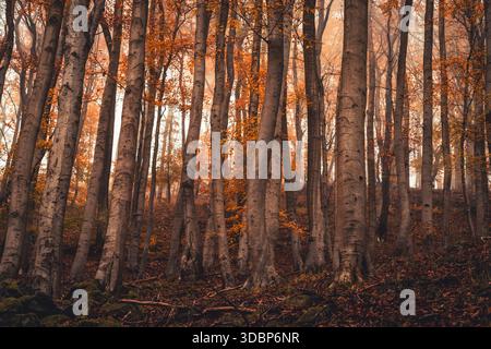 Foresta autunnale con faggi colorati. Parco naturale Habichtswald, Dörnberg vicino a Zierenberg nel distretto di Kassel, Assia, Germania Foto Stock