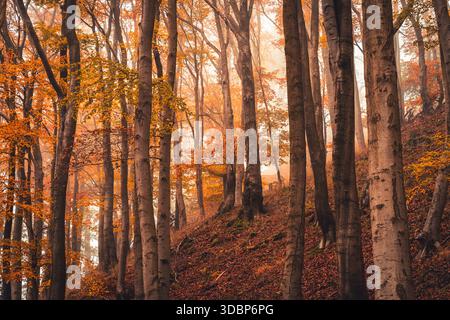 Foresta autunnale con faggi colorati. Parco naturale Habichtswald, Dörnberg vicino a Zierenberg nel distretto di Kassel, Assia, Germania Foto Stock