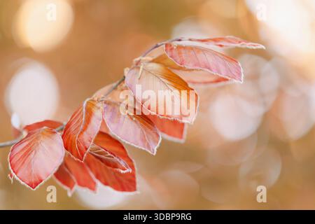 Foto Stock