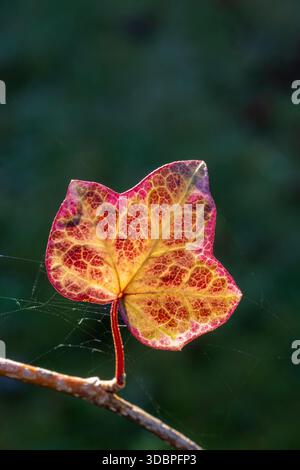 edera comune, foglia, Hedera helix, primo piano, natura morta della foresta Foto Stock