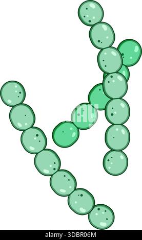 Batteri probiotici lattobacilli che formano catene in ambiente microbico Illustrazione Vettoriale