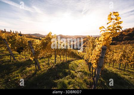 Atmosfera autunnale nei pittoreschi vigneti della Stiria meridionale nel sud dell'Austria. Foto Stock