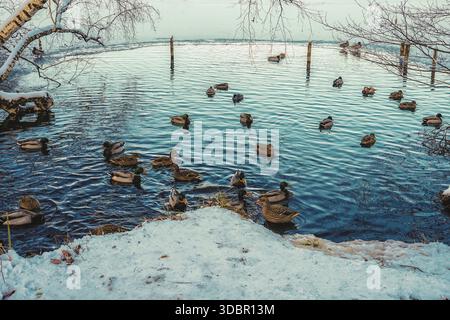 Le anatre si trovano nel lago Weßling a Weßling, in Germania. Nuotano in una zona d'acqua libera dal ghiaccio sul lago parzialmente ghiacciato durante l'inverno. Foto Stock