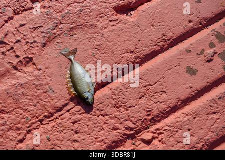 Un piccolo pesce morto che giace sul molo di un porto in Grecia Foto Stock