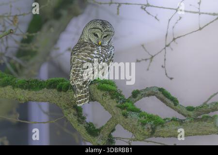 Bloccate il gufo Foto Stock