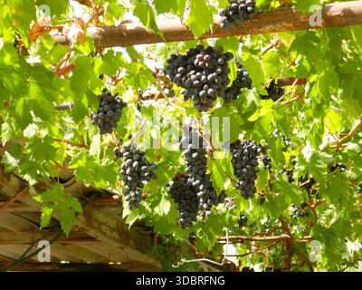 Le uve Areni provengono da viti verdi in Armenia Foto Stock