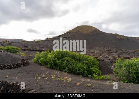 Un paesaggio caratterizzato da vigneti vulcanici sull'isola di Lanzarote, che mostra le pratiche agricole uniche della regione. Foto Stock