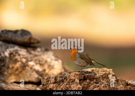 Robin europeo (erithacus rubecula) arroccato su una roccia - foto di scorta Foto Stock