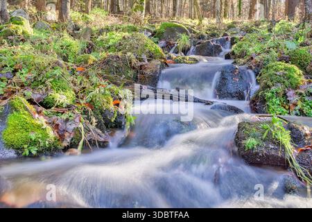 Vista di un vivace ruscello che scorre attraverso pietre coperte di muschio e foglie cadute sotto gli alberi, Vajskovska dolina, Nizke Tatry, Banskobystricky kraj, Foto Stock
