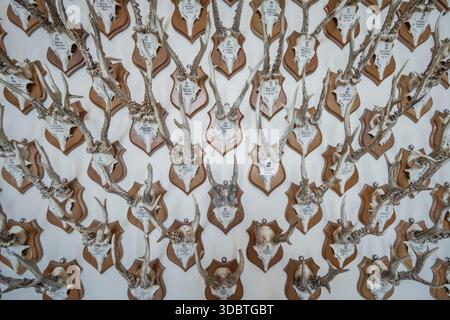 Sigmaringen, Germania - 09 settembre 2025: Veduta delle mura del castello di Hohenzollernschloss adornate da più corna di cervi, un'aspra dimostrazione di caccia Foto Stock