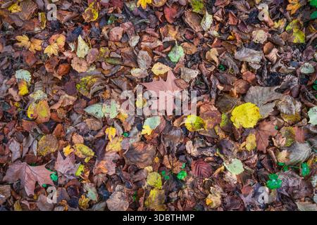 Consistenza naturale di foglie autunnali colorate cadute sul terreno in una foresta in Toscana, Italia. Presenta una ricca varietà di colori marrone, arancione e giallo Foto Stock